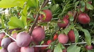 Слива колоновидная ИМПЕРИАЛ в средней полосе!!!