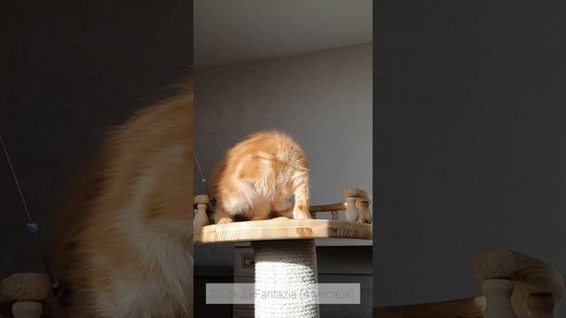 ДивоКун Фантазия (4 месяца). Кошка Мейн-кун окрас красный солид (MCO d) смотреть онлайн