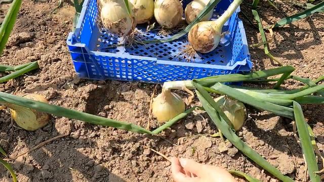 Обзор популярных сортов лука | Лучшие сорта лука | Ранние сорта лука, поздний лук | Урожайный лук