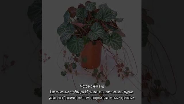 Популярные разновидности цветка камнеломка — описание смотреть онлайн