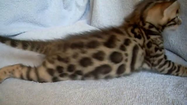 Бенгальские котята -25.07.2011 (кот2) - BENGAL KITTENS for SALE смотреть онлайн