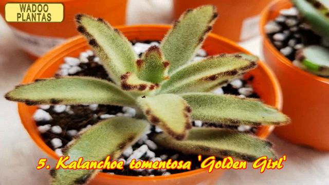 10 Variedades de Kalanchoe tomentosa смотреть онлайн