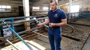Содержание КРС. Как комфорт повышает продуктивность коров.