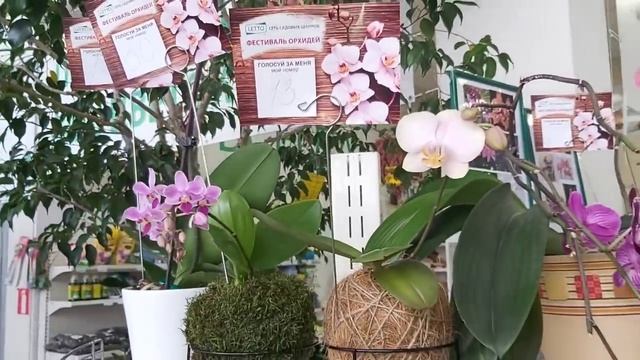 Краснодар "Фестиваль ОРХИДЕЙ " ул. Соколова/ Самая БОЛЬШАЯ ВЫСТАВКА Орхидей в LETTO смотреть онлайн