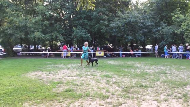 Ксоло на выставке/xolo on the dogs how смотреть онлайн
