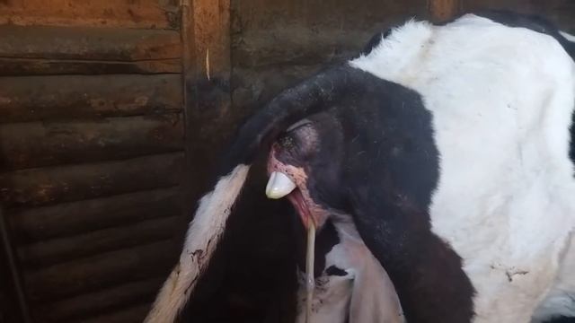 Ура! Коровка отелилась. смотреть онлайн