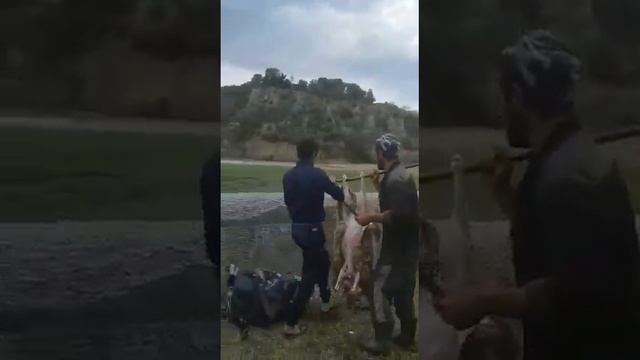 Аварцы отдыхают, мощная Аварская песня на баяне #новаяпесня #баян #avarmuzon #2023