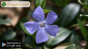 ? Цветок барвинок – посадка и уход, выращивание барвинка из семян