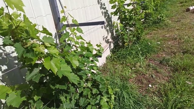 Сорт винограда "Кинг Руби" - находка виноградаря-любителя смотреть онлайн