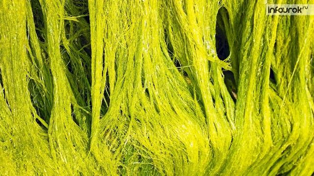 Взаимосвязь компонентов биоценоза | Биология 7 класс #66 | Инфоурок смотреть онлайн