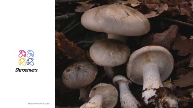 Clouded Funnel (Clitocybe Nebularis) | Practical Mushroom Profile | Shroomers