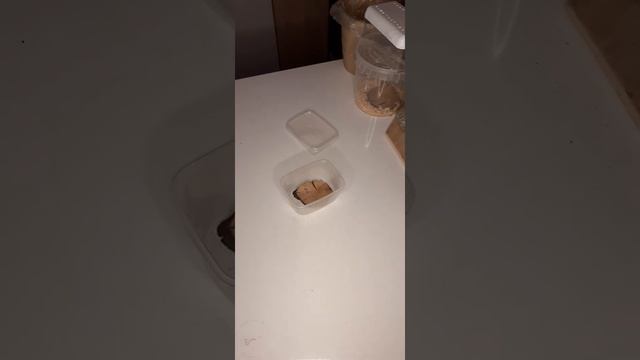 Содержание мадагаскарских тараканов. смотреть онлайн