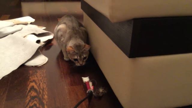 МОЙ КОТЁНОК КУСАЕТСЯ)))💕