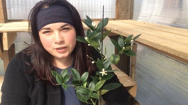 Компактный Цитрус. Кумкват Реале. Цветение. Характеристики. Деревенские Будни/Life in the village смотреть онлайн