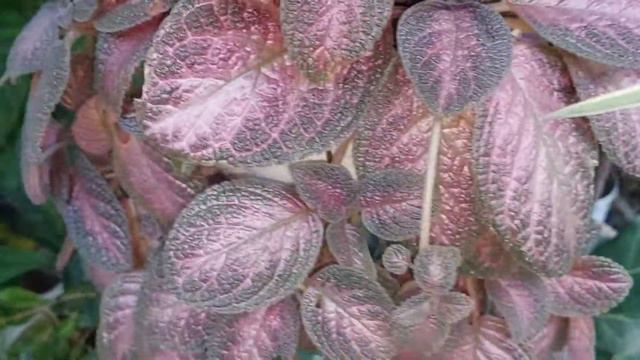 Before And After|Episcia Malayan Gem