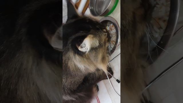 Завтрак кота, д-200 Рис отварной, Мясо индейки. Кокосовые сливки 18% смотреть онлайн