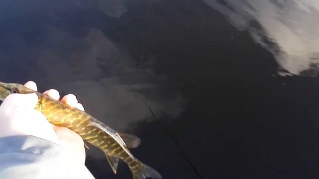 Щучка на Гриди Гатс от Понтун 21. Осень, 2015г., озеро Суя смотреть онлайн