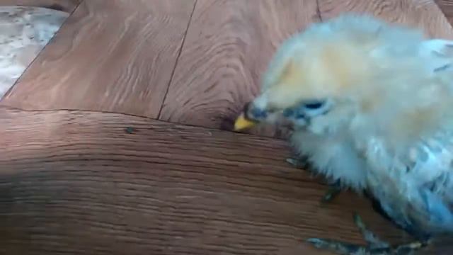 ребята смотрите что случилось с моим цыплёнком смотреть онлайн