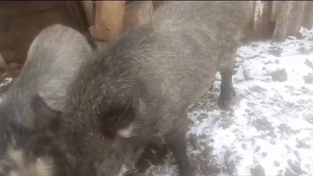 Дикие поросята ростут как на дрожжах смотреть онлайн