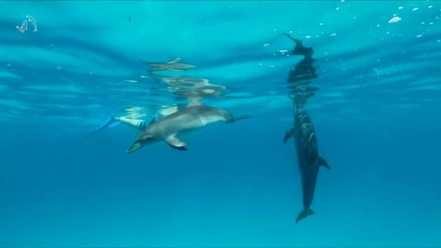The beauty of the wild dolphins of Bimini (and other ocean friends!)... Dolphin Tales are back смотреть онлайн