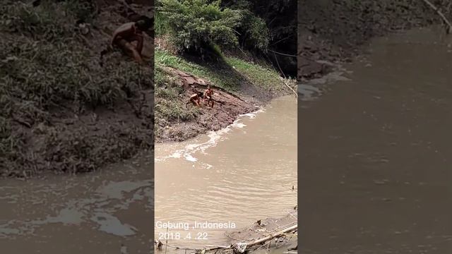 маленький мальчик купается в реке | Village children swimming in the river смотреть онлайн