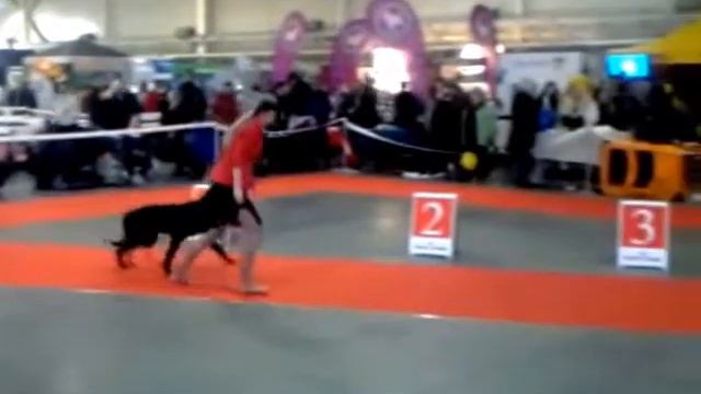 Щенок кане корсо 8 мес. Движение в ринге смотреть онлайн