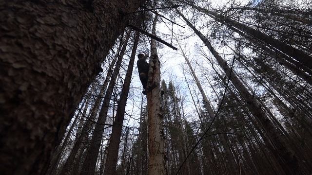 Сбор чаги. Отправился подальше и надолбил что надо чаги. смотреть онлайн