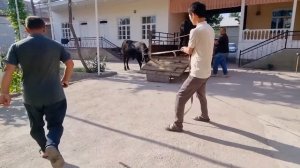 Мана сизга мол бокиш 2 таси 60 млнга сотилди ( мол бокиш сирлари )