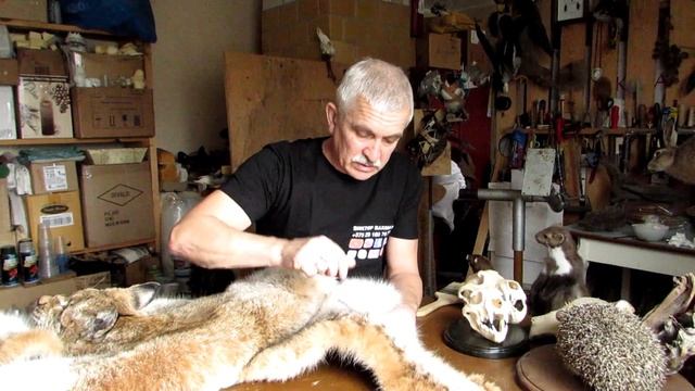 Уход за трофеями. Часть 3. Млекопитающие.Таксидермия. Виктор Бахмат. смотреть онлайн