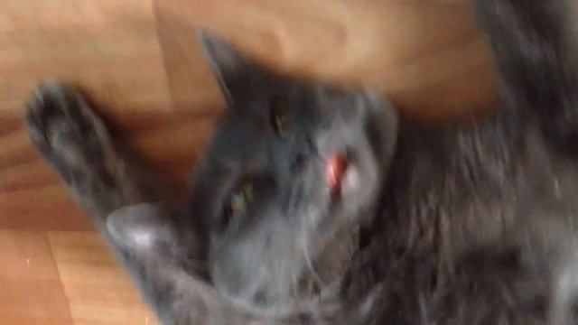 Коту реально было хорошо смотреть онлайн