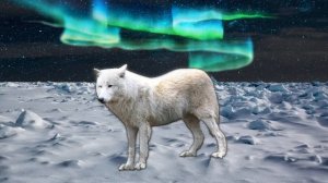 Животные севера для детей. Полярные животные. Развивающие мультики