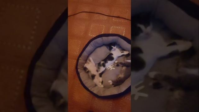 Что вам снится, котята? смотреть онлайн