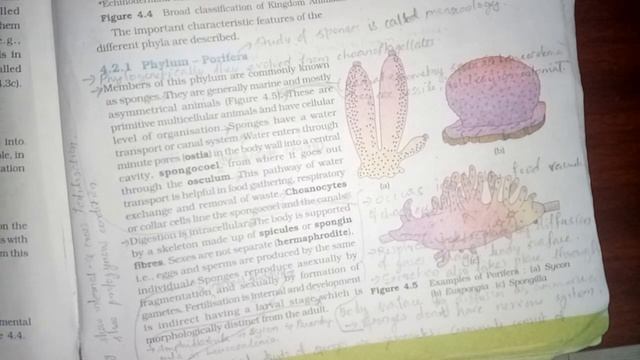 Crash Animal Kingdom Part 1 NEET Biology Classes In Malayalam (Sumi) смотреть онлайн