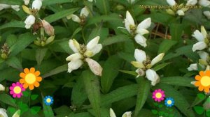 Хелоне косая Альба. Краткий обзор, описание характеристик, где купить саженцы chelone obliqua Alba