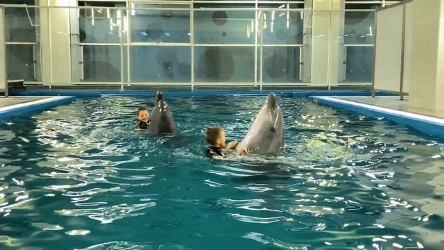 Дельфинарий ВДНХ 2020.12.16 смотреть онлайн