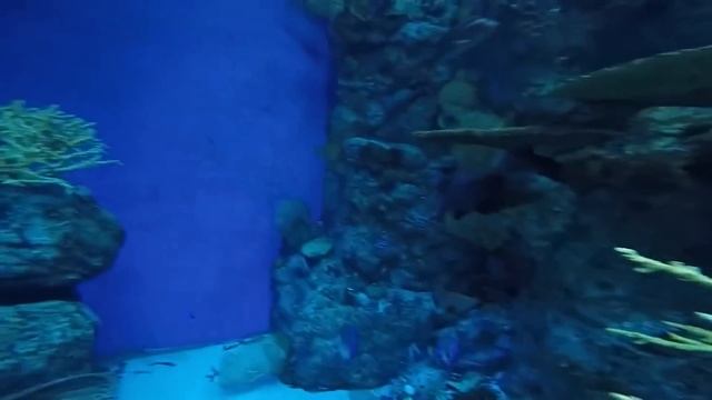 GoPro Hero 4 Silver. Съемка под водой смотреть онлайн