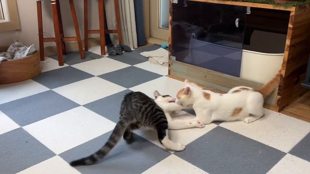 아이들은 싸우면서 큰다 смотреть онлайн