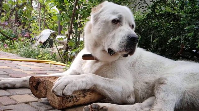 Алабай. Смена эмоций. смотреть онлайн