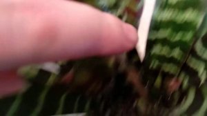 Вриезия ,советы по уходу.