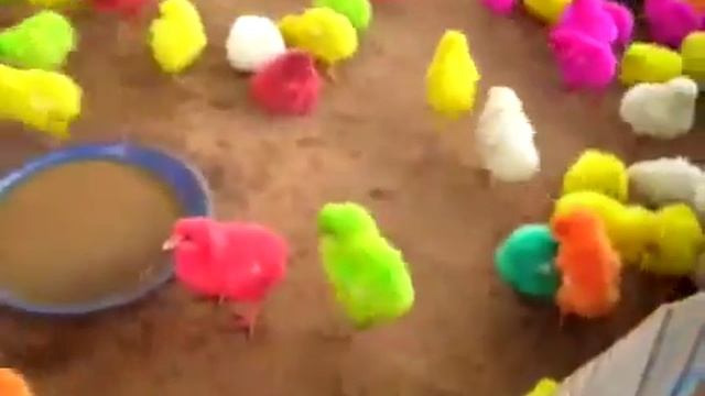 Multicolored Chickens. Разноцветные цыплята