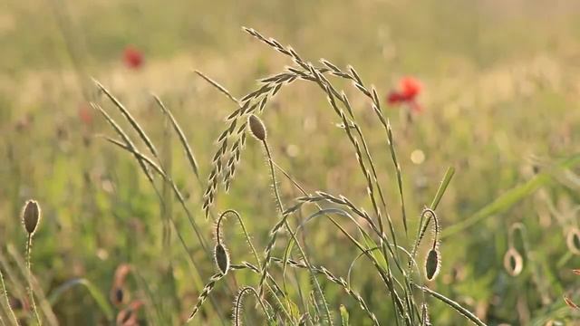 Ритуал обращение к богине цветов и плодородия Флоре смотреть онлайн