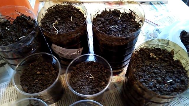 Магония падуболистная - размножение семенами - стратификация и посадка смотреть онлайн