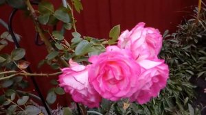 Роза Хендель плетистая в сентябре 2017 .Три года после пересадки.# мой сад # розы