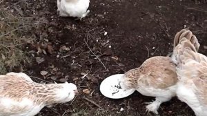 Фаверольки едят червяков