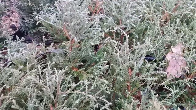 Саджанці туї сорту "Містер Боулінг Бол " смотреть онлайн