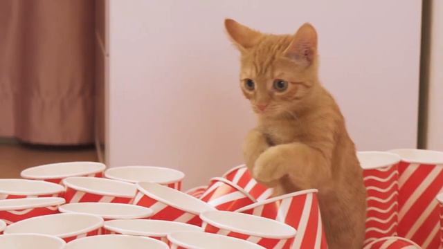 Веселый ЮКИ Vs Лучик Челлендж!