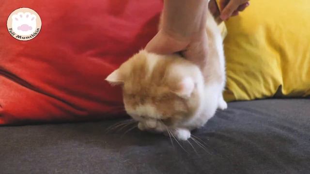 〖Cats and Brushing Hair〗| munchkin cat | Cat logic | Cat Challenge | kitten | 曼基 | смотреть онлайн