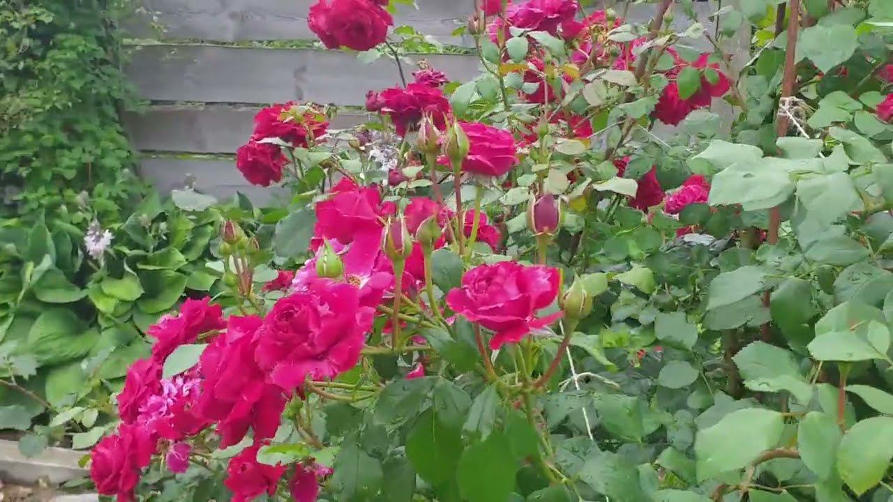 РОЗАРИЙ с переходами цвета. Съемка 23 июля смотреть онлайн