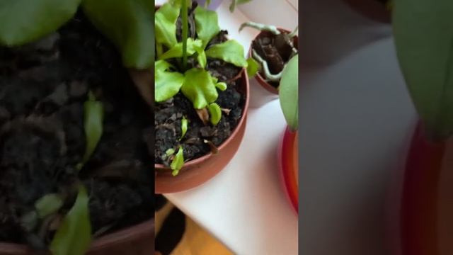 Венерина мухоловка цветет . Venus Flytrap In Bloom