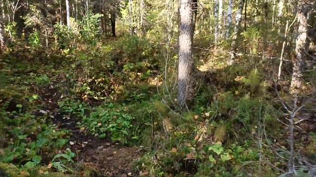 строительство зимовья. продолжение.засыпка потолка смотреть онлайн